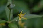 Whorled yellow loosestrife